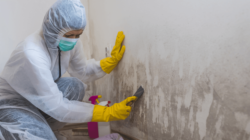 Mold Cleaning Services 1 Your paragraph text 12