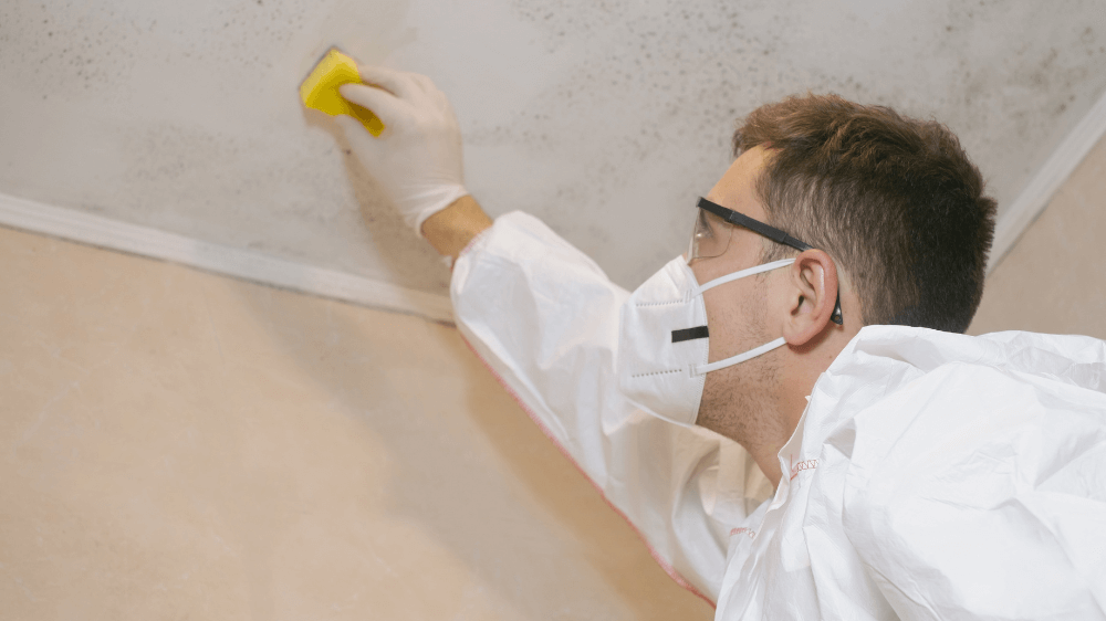 Mold Cleaning Services 2 Your paragraph text 13