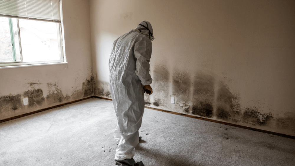 Mold Cleaning Services 3 Your paragraph text 14